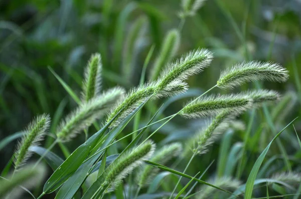 One Year Plant Food Feed Culture Invasive Weed Cereal Setaria — Stock Photo, Image