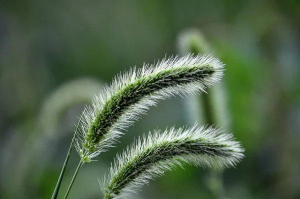 Einjährige Pflanzen Lebensmittel Futterkultur Und Invasive Unkrautsetaria — Stockfoto