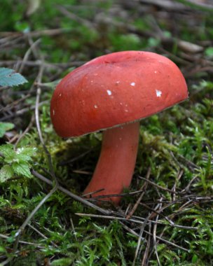 İçinde belgili tanımlık vahşi büyüyen orman mantar russula emetica