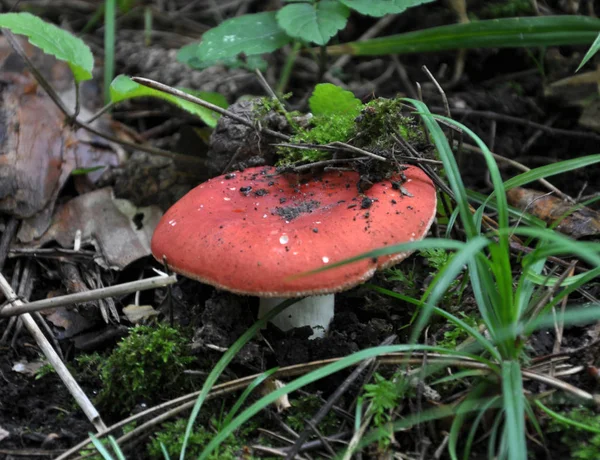 Cogumelo Floresta Russula Emetica Crescendo Natureza — Fotografia de Stock