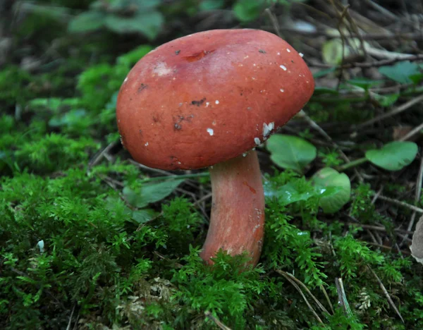 Bos Paddestoelen Russula Emetica Groeit Het Wild — Stockfoto