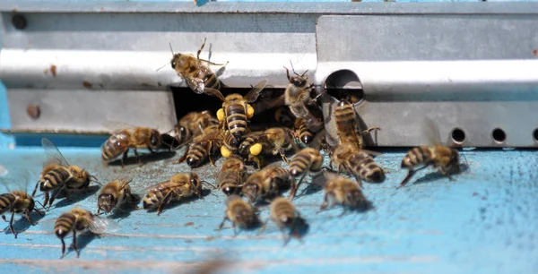 Μέλισσες Έναν Πίνακα Μπροστά Της Κυψέλης Από Την Οποία Πετούν — Φωτογραφία Αρχείου