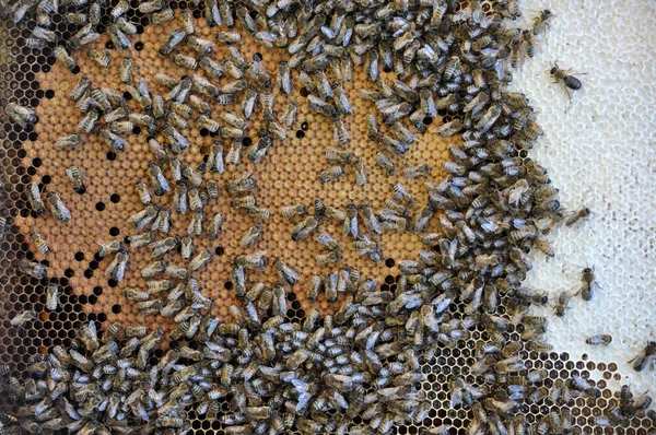 Μέλισσα Κυψελωτό Πλαίσιο Έντομα Κλειστού Γόνου Και Μέλι — Φωτογραφία Αρχείου
