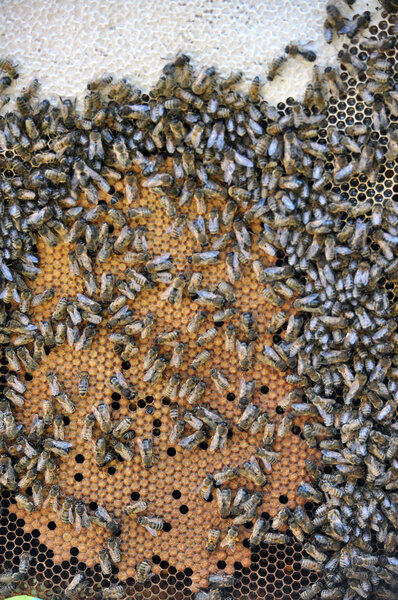 Bee honeycomb frame with insects, closed brood and honey