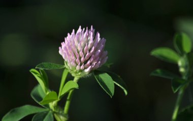 Kırmızı yonca çiçeği, değerli bir hayvan yemi.