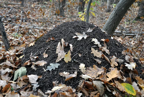Mrowisko Lesie Jesienią Oaken Pokryte Suchych Liści — Zdjęcie stockowe