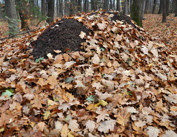 Mrowisko Lesie Jesienią Oaken Pokryte Suchych Liści — Zdjęcie stockowe