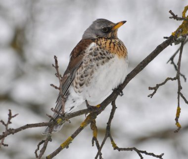 Cennet elması bir dalı olarak bir soğuk kış gününde şarkı ardıç (turdus philomelos)