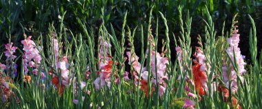 Kim flowerbed üzerinde çiçek renkli Glayöl çiçeği