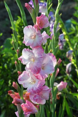 Kim flowerbed üzerinde çiçek renkli Glayöl çiçeği