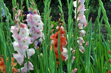 Kim flowerbed üzerinde çiçek renkli Glayöl çiçeği