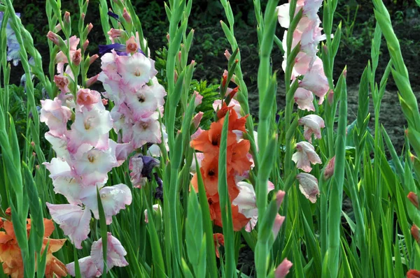 Blossom Colorful Gladioluses Who Bloom Flowerbed — Stock Photo, Image
