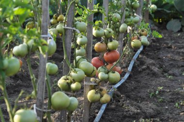 Açık organik toprak damla sulama suyu ile ahşap sütunlar üzerinde domates grow