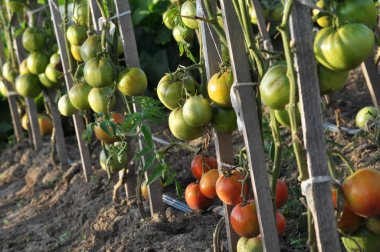 Açık organik toprak damla sulama suyu ile ahşap sütunlar üzerinde domates grow