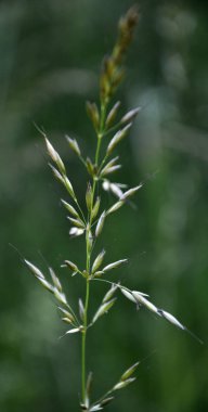 Çayırda Bromus inermis - besi hayvanları için değerli bir besleme kültür büyüyor