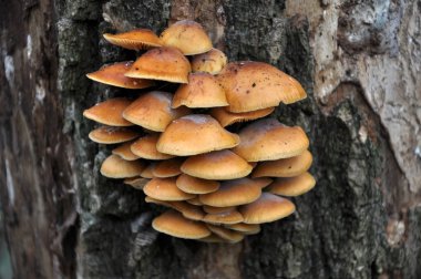 Yaşlı bir ağaç gövdesinde kış mantar Flammulina velutipes büyümek