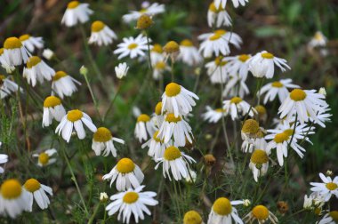 Vahşi çayırda Tıbbi papatya (Matricaria recutita, Matricaria chamomilla, Chamomilla recutita çiçek)