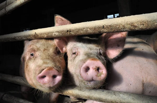 In a farmer farm feeds pigs for sale