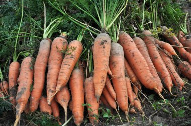 Yaprak ve toprak temizlenmemiş, havuç hasat alanında bir yığın zamanıdır.