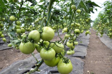 Domates Polikarbonat bir serada organik toprakta yetişir