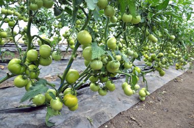 Domates Polikarbonat bir serada organik toprakta yetişir