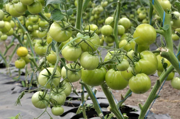 トマトは有機性土のポリカーボネートの温室で栽培されて — ストック写真