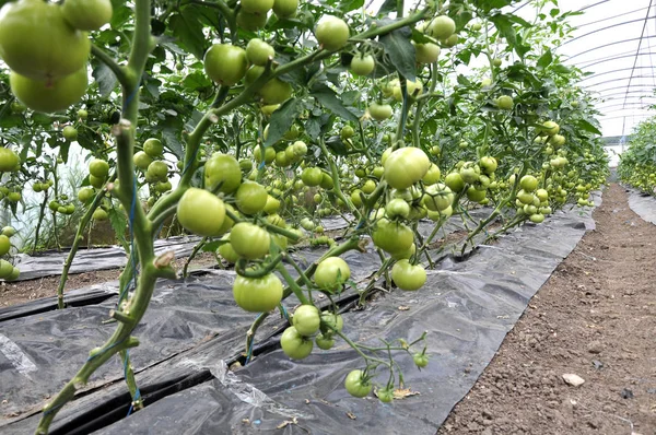 トマトは有機性土のポリカーボネートの温室で栽培されて — ストック写真