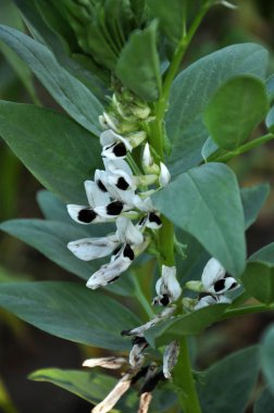 Sahada, çiçekli sahne Vicia faba