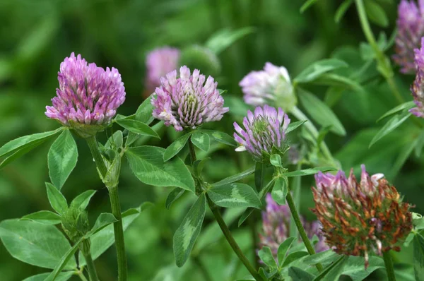 Blossom of red clover, which is a valuable animal feed