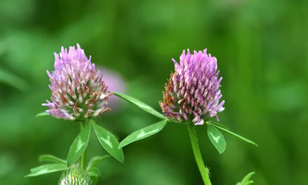 Blossom of red clover, which is a valuable animal feed
