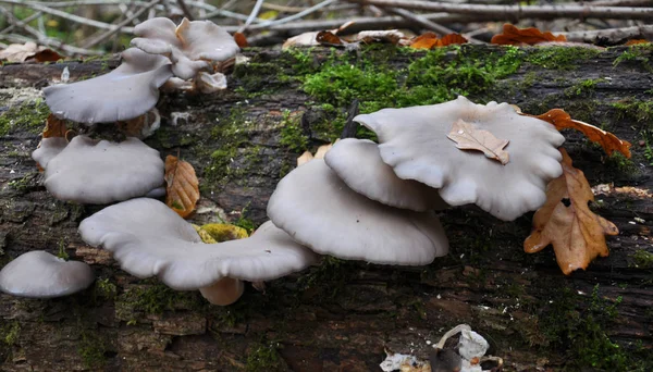 Woods Wild Grow Mushrooms Pleurotus Ostreatus — Stock Photo, Image