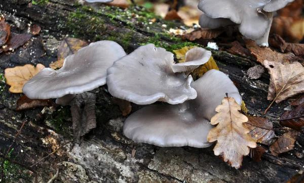 Woods Wild Grow Mushrooms Pleurotus Ostreatus — Stock Photo, Image