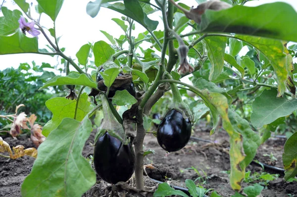 Suelo Orgánico Arbusto Berenjena Azul Crece Con Riego Por Goteo — Foto de Stock