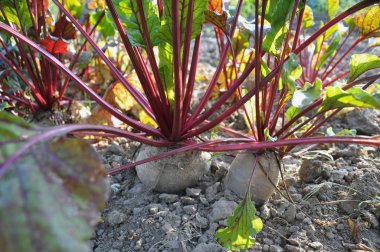 Tablo pancar açık organik toprakta yetişir