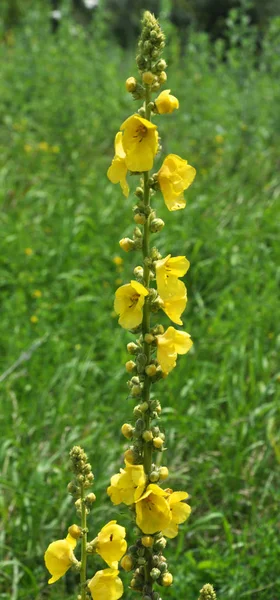 野生では ハーブの中で咲く Verbascum — ストック写真