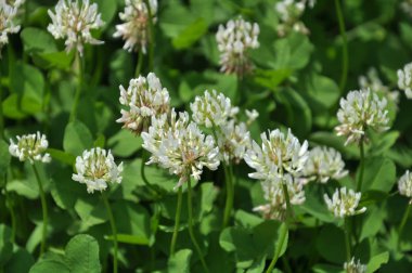 Çiçek ve yaprak yonca beyaz veya sürünen (Yonca repens). Değerli hayvan yemi, iyi bal bitki, manzara desig kullanılan vardır