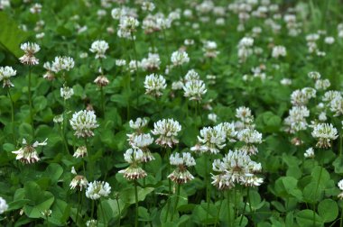 Çiçek ve yaprak yonca beyaz veya sürünen (Yonca repens). Değerli hayvan yemi, iyi bal bitki, manzara desig kullanılan vardır