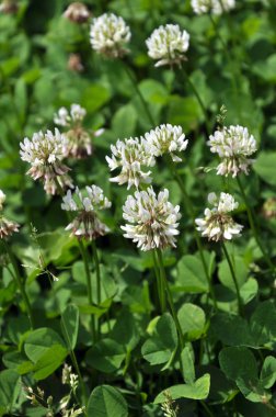 Çiçek ve yaprak yonca beyaz veya sürünen (Yonca repens). Değerli hayvan yemi, iyi bal bitki, manzara desig kullanılan vardır