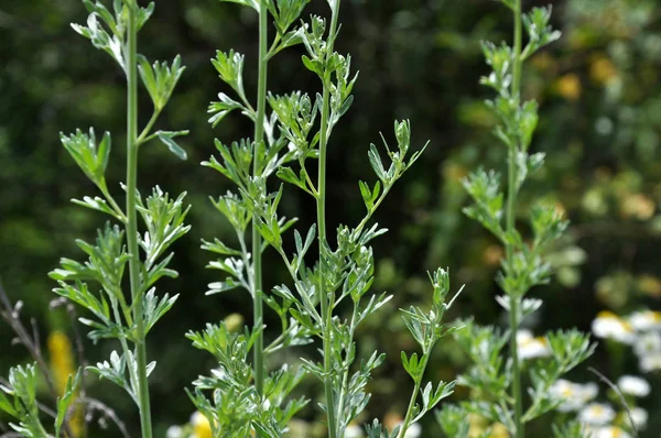 Stem Leaves Wormwood Bitter Growing Wild — Stock Photo, Image