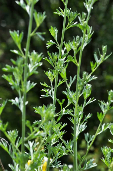 Stem Leaves Wormwood Bitter Growing Wild — Stock Photo, Image