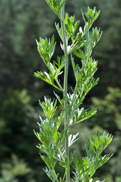 Stem Leaves Wormwood Bitter Growing Wild — Stock Photo, Image