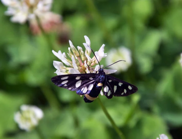 Mariposa Amata Phegea Sienta Una Flor Trébol Blanco —  Fotos de Stock