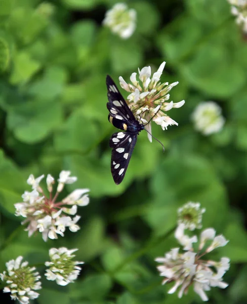 Butterfly Amata Phegea Sits Flower White Clover — Stock Photo, Image