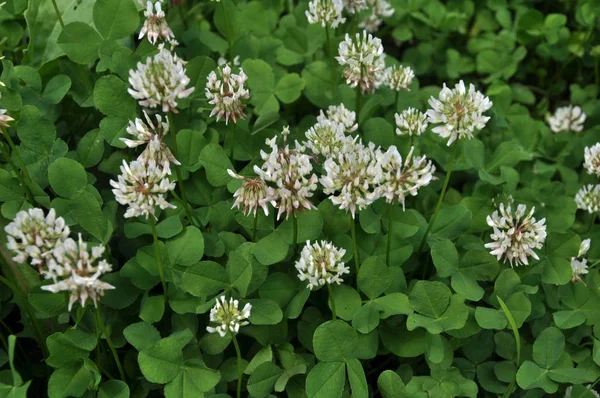 Las Flores Hojas Trébol Blanco Rastrero Trifolium Repens Hay Una —  Fotos de Stock