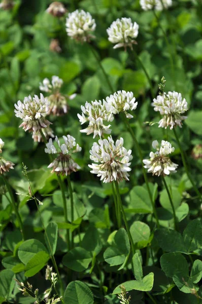 花や葉のクローバー ホワイトまたは匍匐 シロクローバ 良い蜂蜜植物 景観設計で使用される貴重な飼料があります — ストック写真