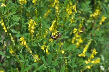 Vahşi bloom Melilotus officinalis - bal, uçucu yağ ve tıbbi bitki.
