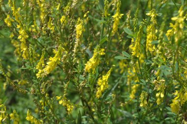 Vahşi bloom Melilotus officinalis - bal, uçucu yağ ve tıbbi bitki.