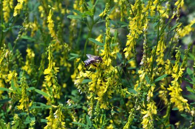Vahşi bloom Melilotus officinalis - bal, uçucu yağ ve tıbbi bitki.