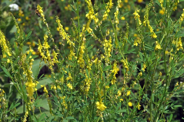 シナガワハギ属オフィシナリス エッセンシャル オイルと薬用植物の野生の花 — ストック写真