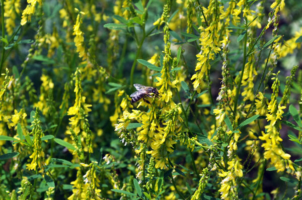 In the wild bloom Melilotus officinalis - honey, essential oil and medicinal plant.
